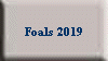 Foals 2019